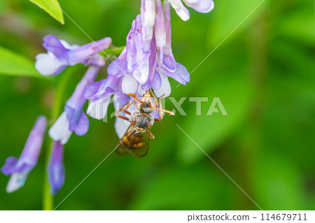 A giant hornet sucking nectar from a flower 114679711