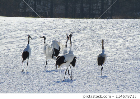 鶴居村雪原裡兩隻丹頂鶴向天歌唱 114679715