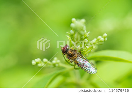 捕食捕蠅器的短尾蜘蛛 114679716