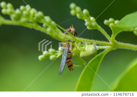 捕食捕蠅器的短尾蜘蛛 捕食捕蠅器的短尾蜘蛛 114679718