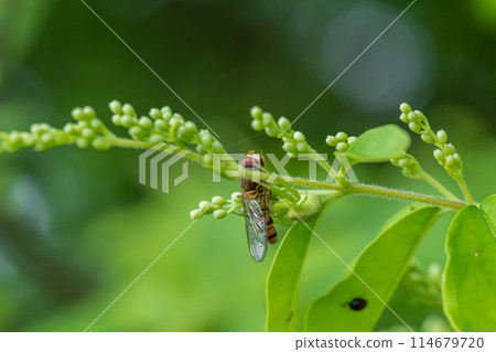 捕食捕蠅器的短尾蜘蛛 捕食捕蠅器的短尾蜘蛛 114679720