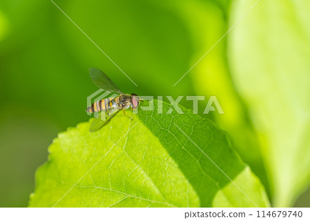 Marmalade hoverfly 114679740