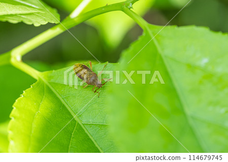 Red-bellied helicopter bug Red-bellied helicopter bug 114679745