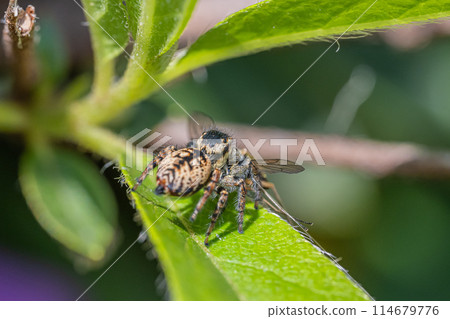 A jumping spider (Cat jumping spider) preying on a yellow-legged golden fly 114679776