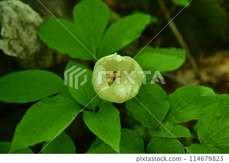 The elegant mountain peony blooms quietly in a secluded alpine forest. The elegant mountain peony blooms quietly in a secluded alpine forest. 114679823