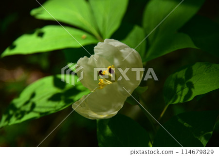 一朵整齊的山牡丹在偏僻的高山森林裡靜靜地綻放。 一朵整齊的山牡丹在偏僻的高山森林裡靜靜地綻放。 114679829
