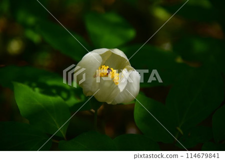 The elegant mountain peony blooms quietly in a secluded alpine forest. 114679841