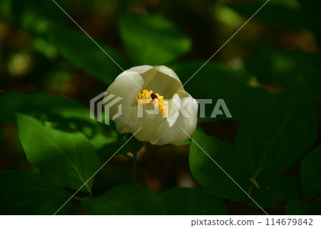 The elegant mountain peony blooms quietly in a secluded alpine forest. 114679842