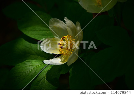 The elegant mountain peony blooms quietly in a secluded alpine forest. 114679844