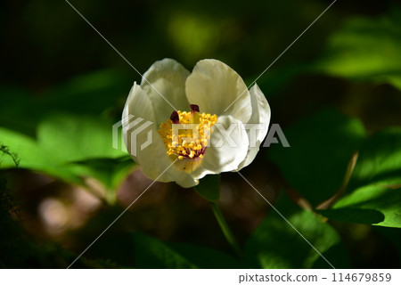 The elegant mountain peony blooms quietly in a secluded alpine forest. 114679859