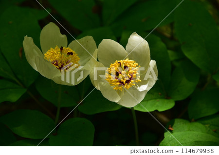 The elegant mountain peony blooms quietly in a secluded alpine forest. The elegant mountain peony blooms quietly in a secluded alpine forest. 114679938