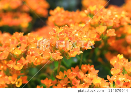 Orange Kalanchoe Orange Kalanchoe 114679944