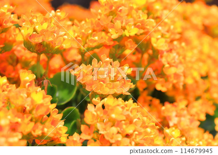 Orange Kalanchoe Orange Kalanchoe 114679945