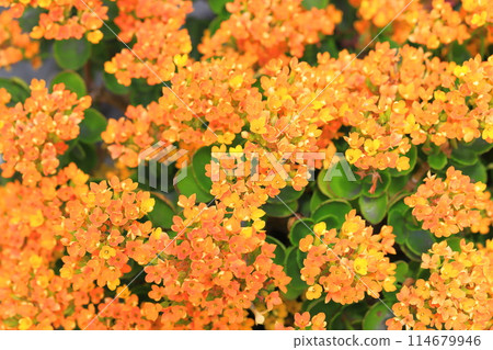 Orange Kalanchoe 114679946