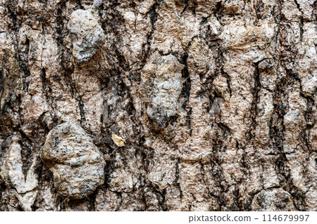 Closeup view texture of old Longan tree stem background. 114679997