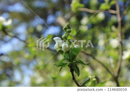 Lily of the valley flowers and buds 114680039