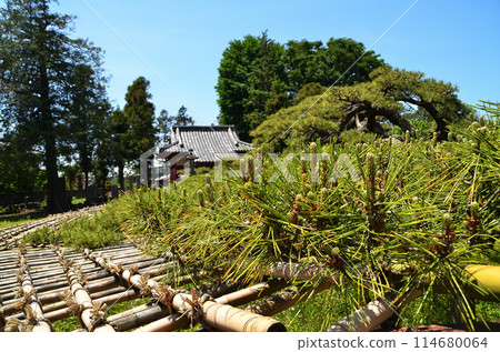 Sugawara Shrine in Rentori-cho, Isesaki City, Gunma Prefecture - Rentori Pine Sugawara Shrine in Rentori-cho, Isesaki City, Gunma Prefecture - Rentori Pine 114680064