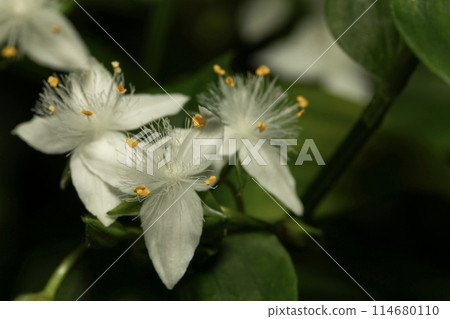 Tokiwa Tsukusa Tokiwa Tsukusa 114680110