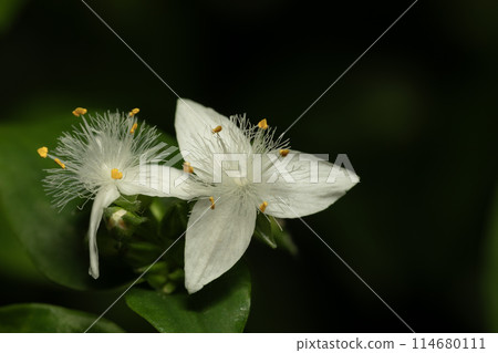 Tokiwa Tsukusa 114680111