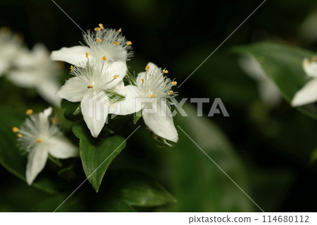 Tokiwa Tsukusa 114680112