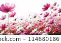Cosmos flower field Cosmos flower field 114680186