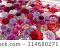 Flowers floating in water 1 114680271
