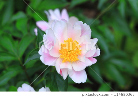 Pink and white peony flowers Pink and white peony flowers 114680363