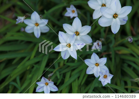 Small purple uniflora flower 114680389
