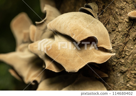 野生木耳菇 114680402