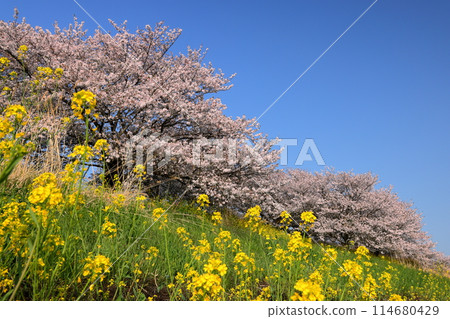 Yamada, Kawagoe City, Saitama Prefecture - A row of cherry trees in full bloom and a field of rapeseed flowers on the Yamada Sakura Embankment along the Iruma River 114680429