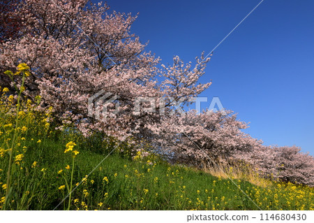 Yamada, Kawagoe City, Saitama Prefecture - A row of cherry trees in full bloom and a field of rapeseed flowers on the Yamada Sakura Embankment along the Iruma River 114680430