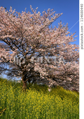 Yamada, Kawagoe City, Saitama Prefecture - A row of cherry trees in full bloom and a field of rapeseed flowers on the Yamada Sakura Embankment along the Iruma River 114680440