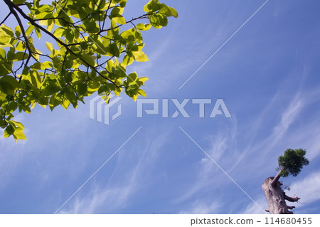 Fresh green leaves (persimmon tree) reflected in part of the blue sky 114680455