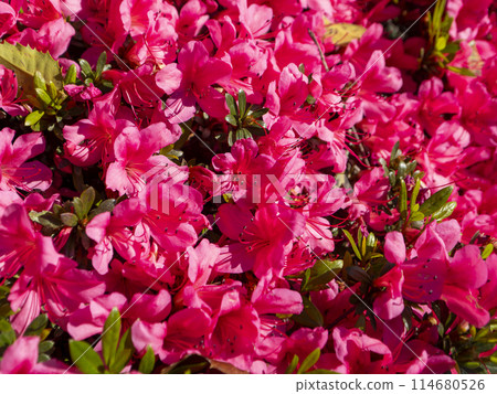 公園裡充滿活力的杜鵑花 公園裡充滿活力的杜鵑花 114680526