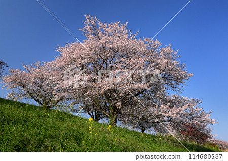 Yamada, Kawagoe City, Saitama Prefecture - A row of cherry trees in full bloom along the Yamada Sakura Embankment on the banks of the Iruma River Yamada, Kawagoe City, Saitama Prefecture - A row of cherry trees in full bloom along the Yamada Sakura Embankment on the banks of the Iruma River 114680587