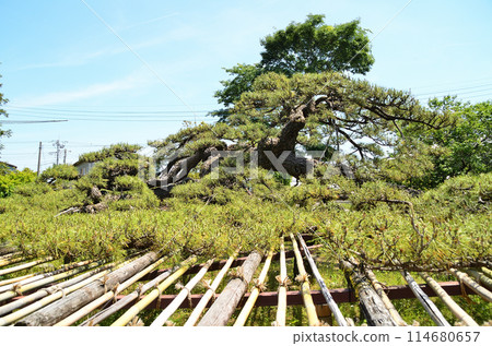 群馬縣伊勢崎市蓮取町菅原神社，蓮取的大松樹 114680657
