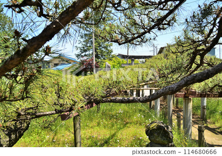 Sugawara Shrine in Rentori-cho, Isesaki City, Gunma Prefecture - Rentori Pine Sugawara Shrine in Rentori-cho, Isesaki City, Gunma Prefecture - Rentori Pine 114680666