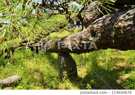 群馬縣伊勢崎市蓮取町菅原神社，蓮取的大松樹 114680676