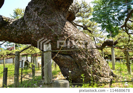 Sugawara Shrine in Rentori-cho, Isesaki City, Gunma Prefecture - Rentori Pine 114680678