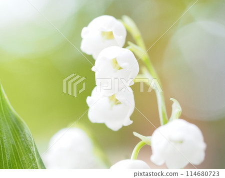 從下面看鈴蘭 從下面看鈴蘭 114680723