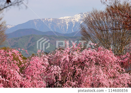 Ina City, Nagano Prefecture - A cherry blossom spot: Weeping cherry blossoms in full bloom at the parking lot of Kasuga Castle Ruins Kasuga Park and snow on Mt. Senjo in the Southern Alps Ina City, Nagano Prefecture - A cherry blossom spot: Weeping cherry blossoms in full bloom at the parking lot of Kasuga Castle Ruins Kasuga Park and snow on Mt. Senjo in the Southern Alps 114680856
