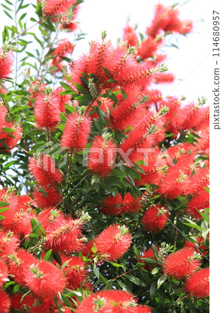 Callistemon speciosus 盛開 Callistemon speciosus 盛開 114680957