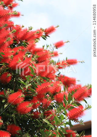 Callistemon speciosus in full bloom 114680958