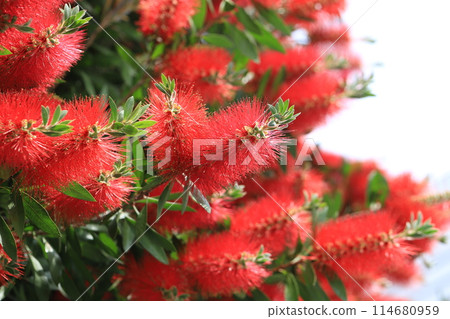 Callistemon speciosus 盛開 Callistemon speciosus 盛開 114680959