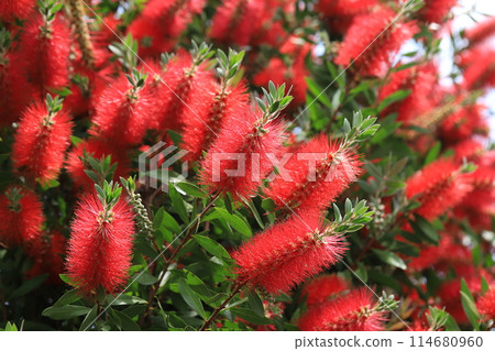 Callistemon speciosus 盛開 Callistemon speciosus 盛開 114680960
