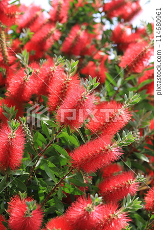 Callistemon speciosus in full bloom 114680961