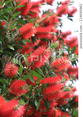 Callistemon speciosus 盛開 Callistemon speciosus 盛開 114680962