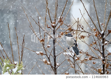雪和一隻鳥 雪和一隻鳥 114680963