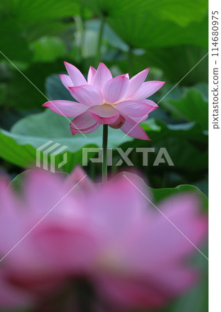 Holy flower Holy flower 114680975