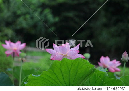Holy flower 114680981